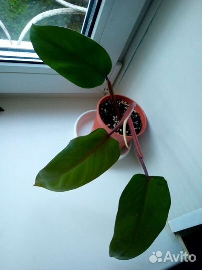 Фиалка и филодендроны