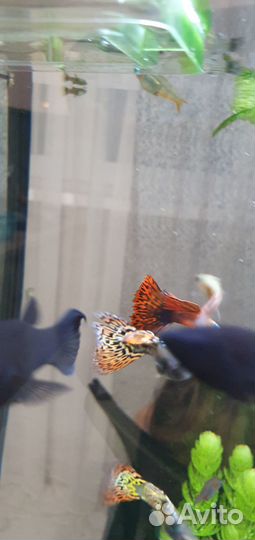 Продам Гуппи Берлинцы чистая линия