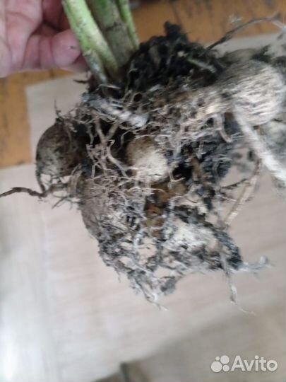 Георгины клубни