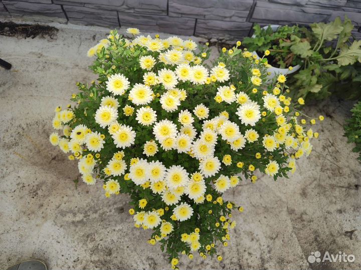 Хризантемы мультифлора