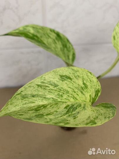 Фикус, Монстера, Эпипремнум