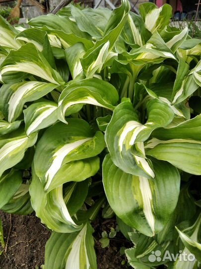 Многолетние цветы для сада