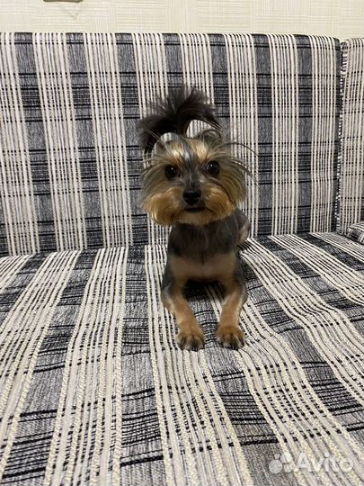 Йоркширский терьер