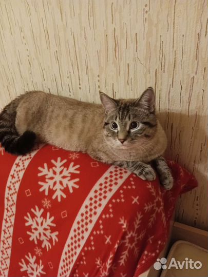 Кошки в добрые руки бесплатно