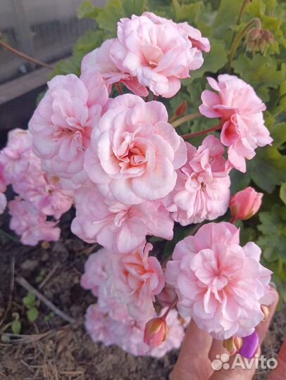 Пеларгония сортовая