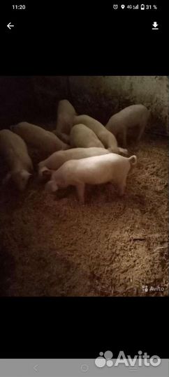 Поросенок ландрас