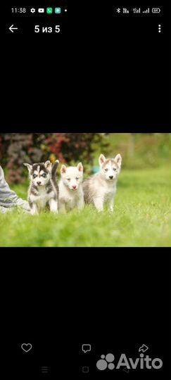 Метис хаски и лайки. В хорошие руки