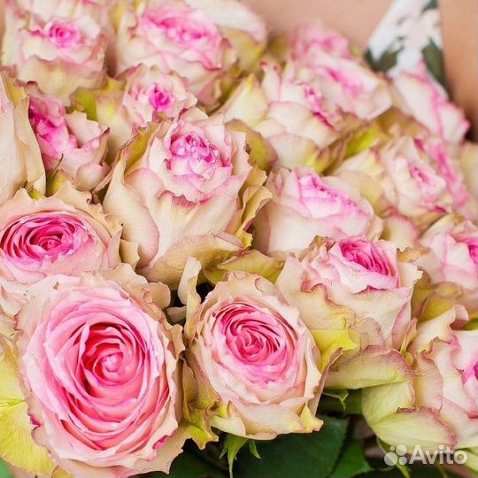 Букет из 25 роз Чародейка 70 см