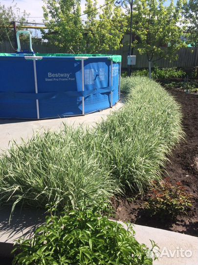 Декоративная трава