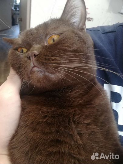 Познакомлюсь с котодевочкой