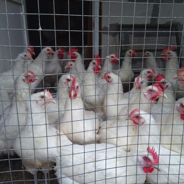 Куры молодки,цыплята