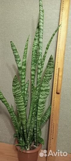 Сансевиерия