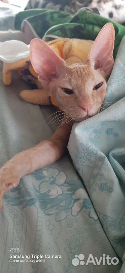 Кот сфинкс браш