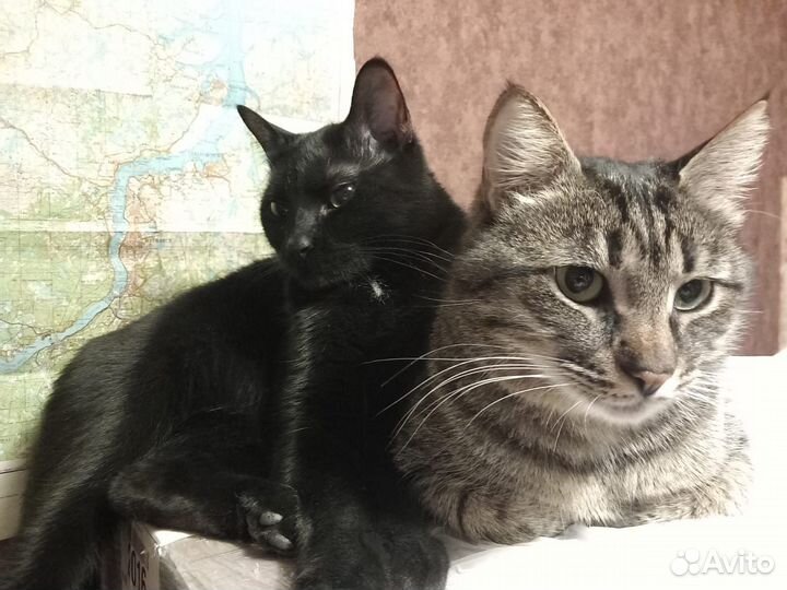 Передержка для кошек