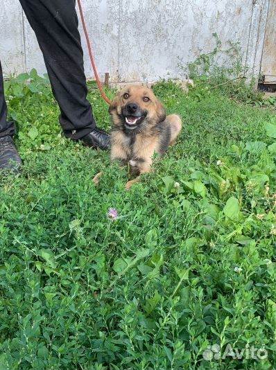 Собачка в добрые руки