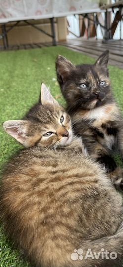 Котята ищут лучших родителей