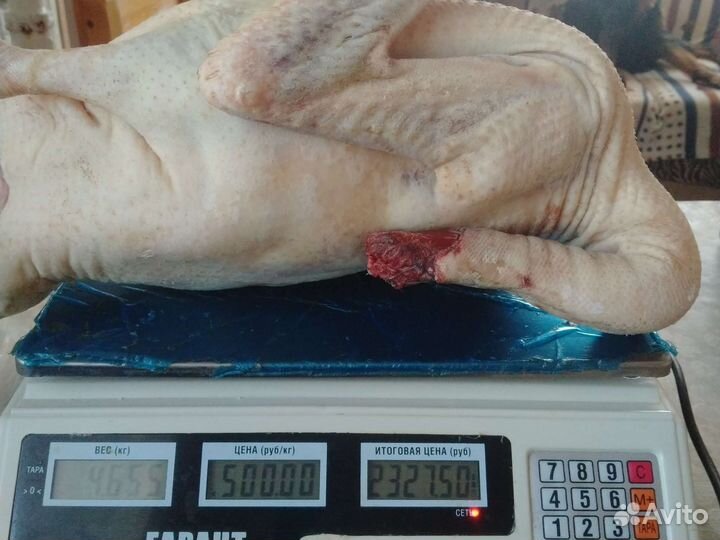 Индейка, гусь