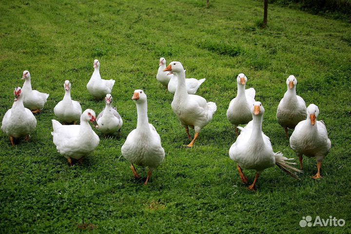 Гуси,утки