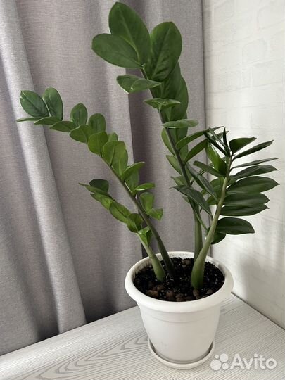 Замиокулькас