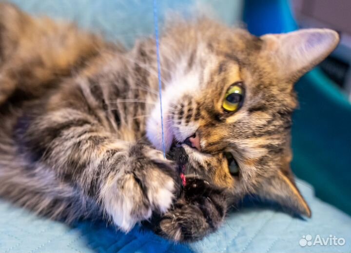 Ласковая, умная, преданная кошка