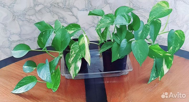 Домашний цветок - сциндапсус