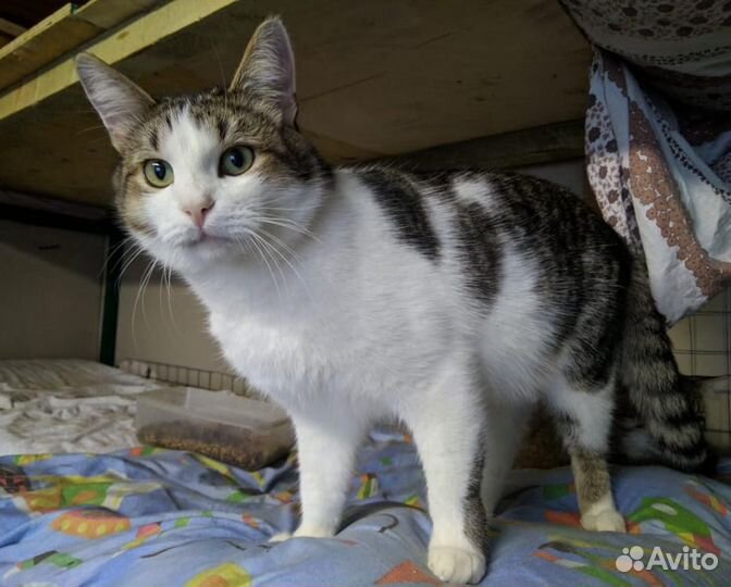 Ласкучий кот Янек в поиске дома и семьи