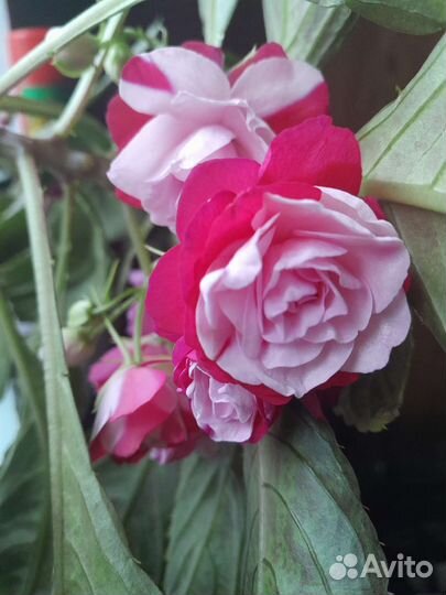 Бальзамины (Ванька мокрый)