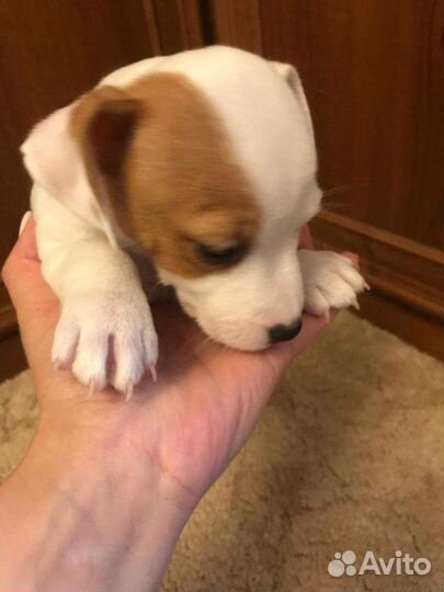 Джек Рассел терьер