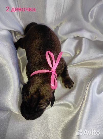 Щенята Мастифята