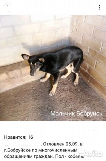 Спасите собачку из усыпалки