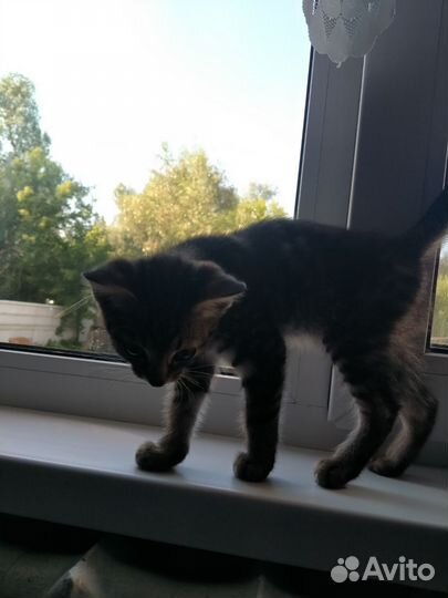 Кошки