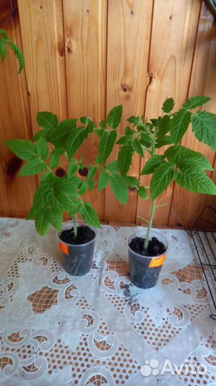 Рассада огурцов, кабачков,томатов, перцев