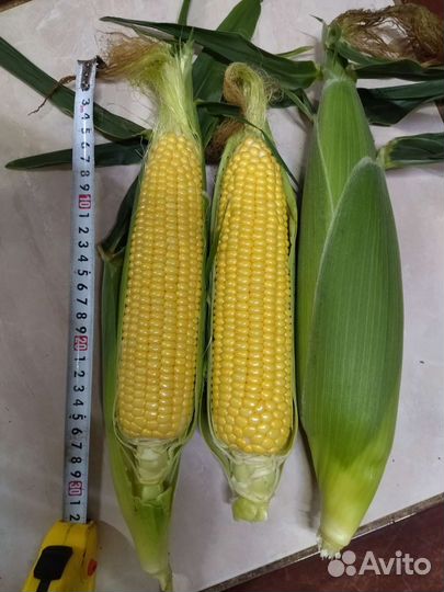 Сахарная кукуруза