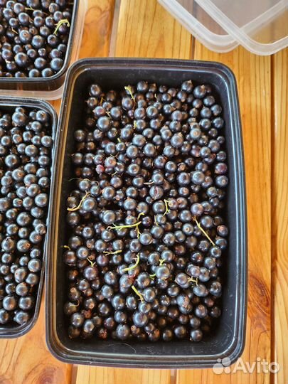 Черная смородина