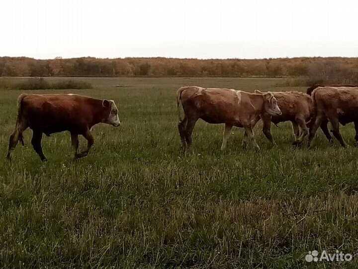 Бычки и телки