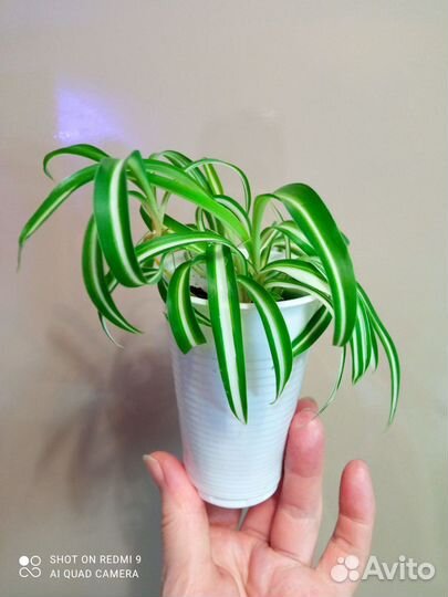 Хлорофитум кудрявый укоренëнный