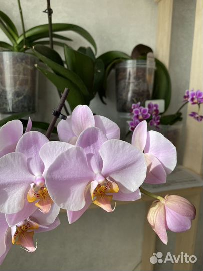 Орхидея Solinas