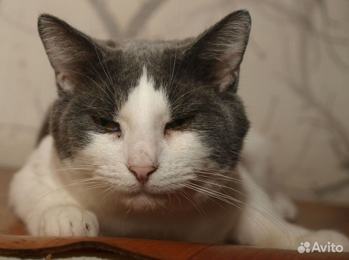 Серо-белый кот британец (метис) Чарли, кастрат