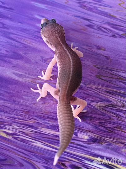 Эублефар малыш Super Snow (Супер Сноу)