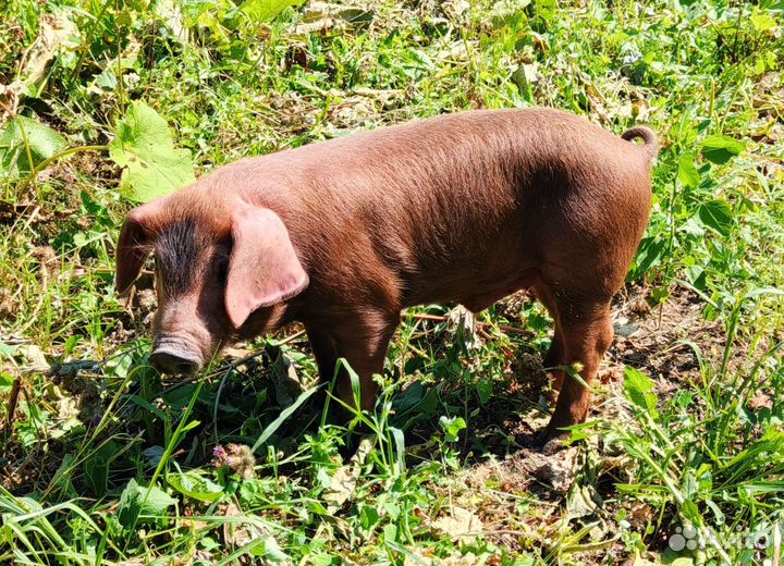 Поросята дюрок