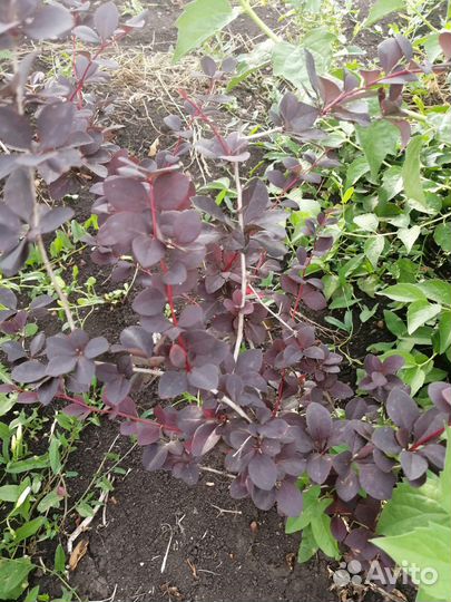 Барбарис атавского