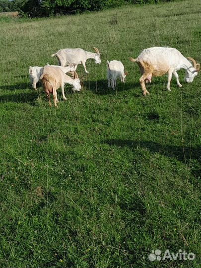 Доиние кози и козлята, мясо