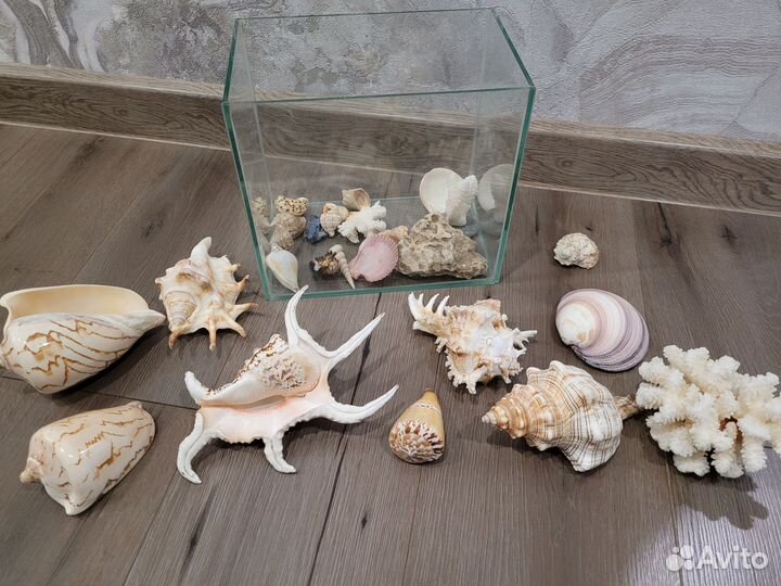 Морские ракушки раковины
