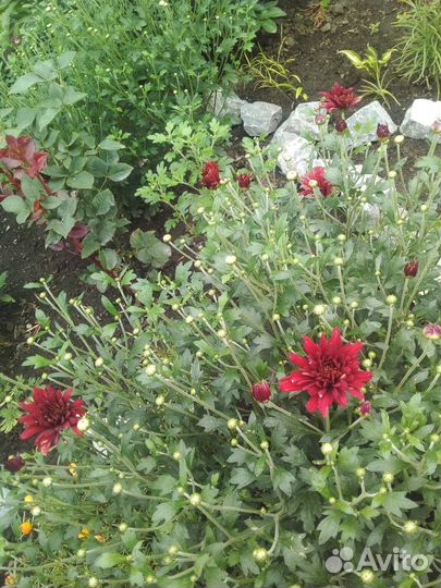 Хризантема