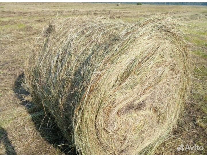 Продам сено