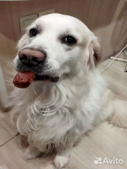 Вкусняшки для собак. ту и гост качество