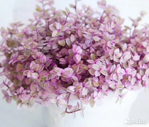 Комнатные цветы