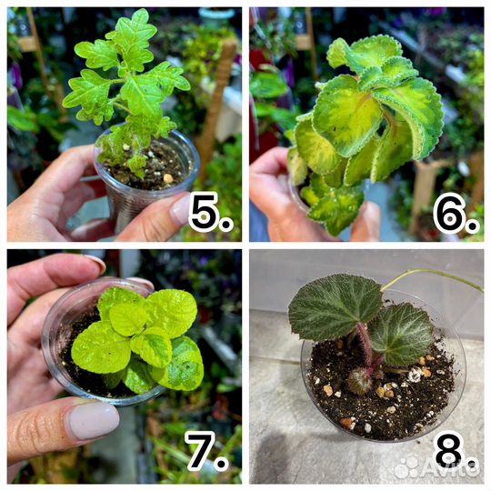 Комнатные растения 1 часть