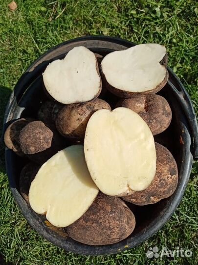 Картофель деревенский