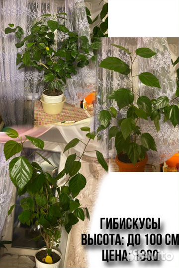 Комнатные цветы